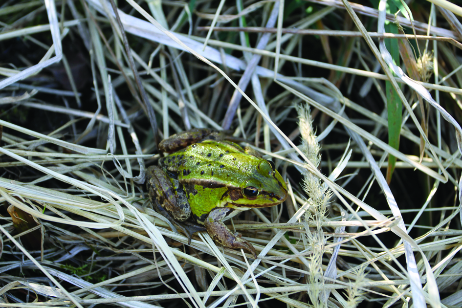 Płazy są stałymi mieszkańcami mokradeł, gdzie się rozmnażają i dorastają; na zdjęciu żaba zielona