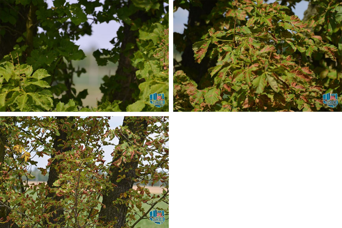 Na zdjęciach widoczny stopień porażenia liści przez szrotówka kasztanowcowiaczka w różnych okresach rozwoju wegetacji.