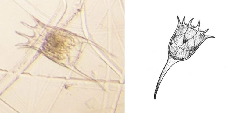 Po lewej mikroskopowe zdjęcie Keratella sp, po prawej poglądowy szkic wrotka (grafiki autorstwa E. Wiktorowicz).