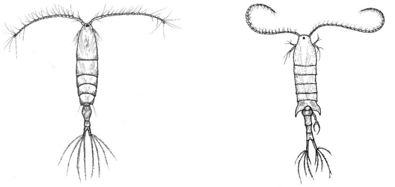 Po lewej rysunek poglądowy samica Acartia longiremis, po prawej samiec Centropages hamatus (grafiki autorstwa E. Wiktorowicz).