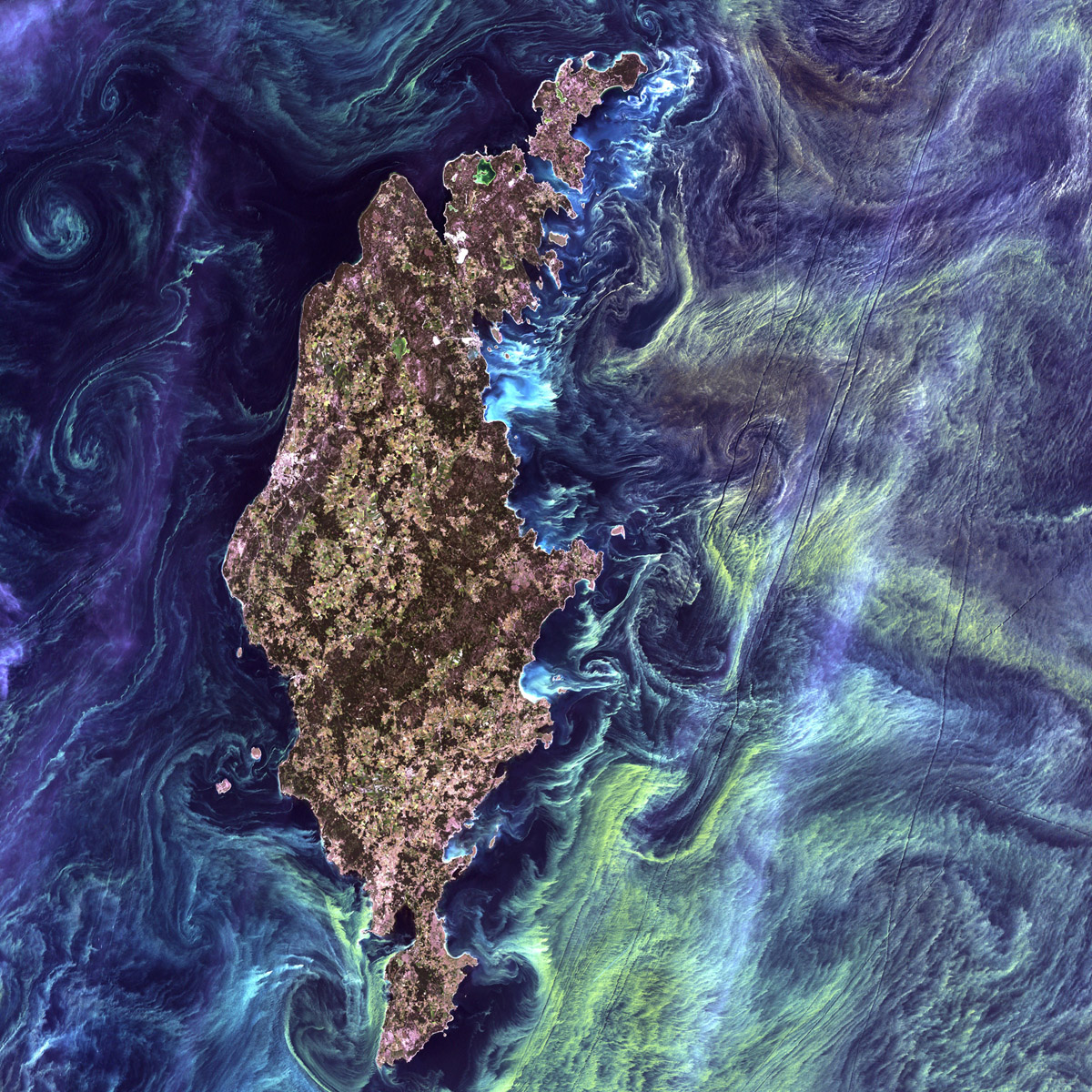Natura niczym Van Gogh. Ogromne skupiska zielonkawego fitoplankoru wirują wokół Gotlandii, przypominając słynną "Gwiaździsta noc" (F. USGS on Unsplash).