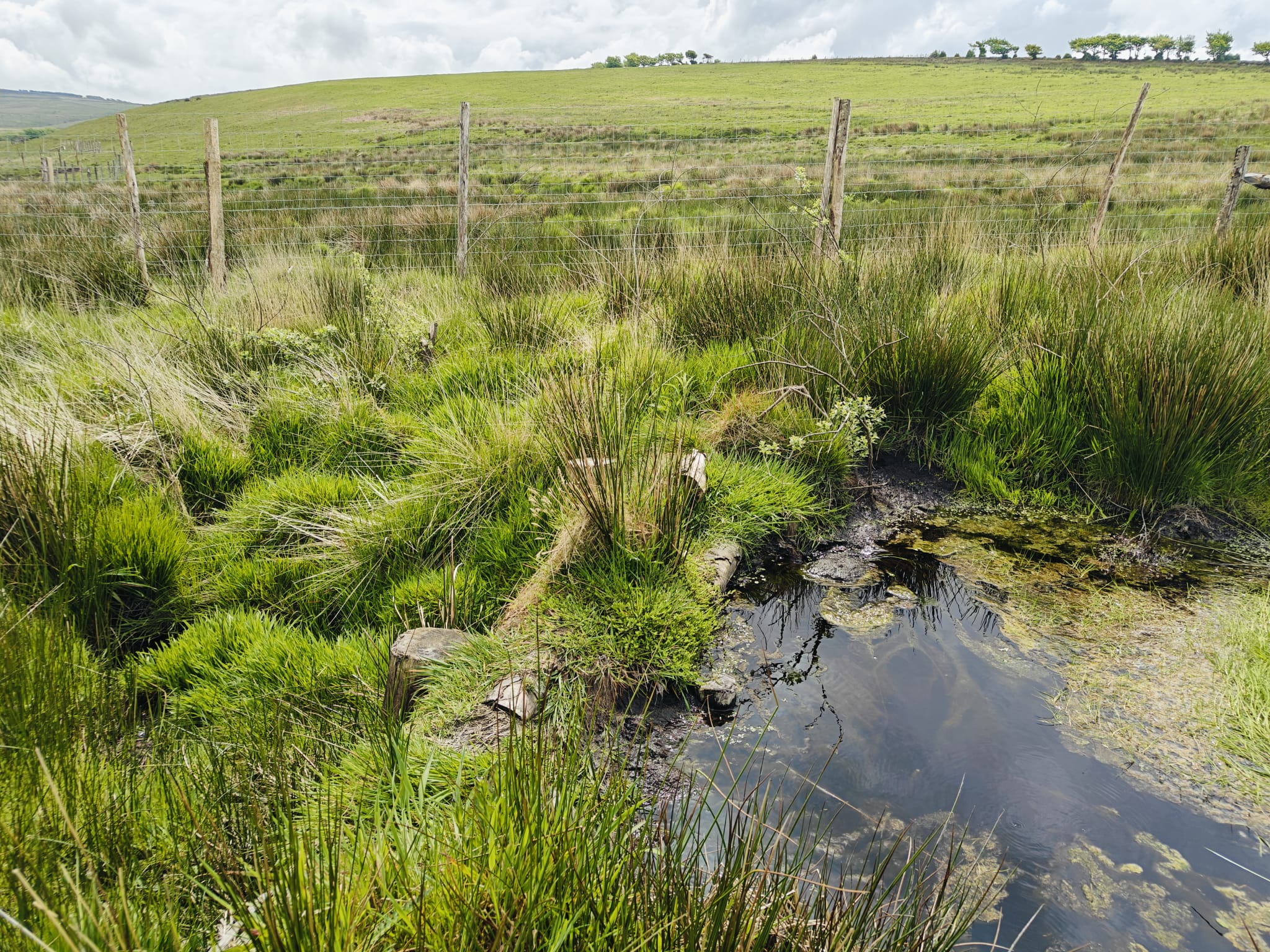 Renaturyzacja mokradeł w Exmoor