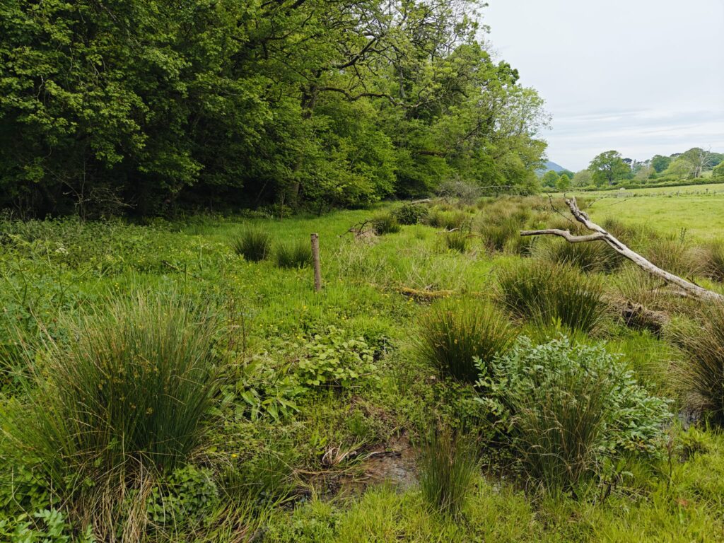 Zrenaturyzowane miejsce potoku na Farmie Selworthy, gdzie woda powolnie odpływa, sprzyjając rozwojowi wilgociolubnej roślinności, która odtworzyła się samoistnie. Fot. I. Biedroń.