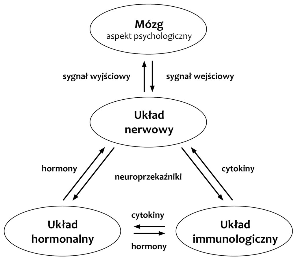 Schemat przedstawiający działanie sieci psycho-neuro-endokrynologiczno-immunologicznej. Źródło: https://doi.org/10.3390/f14051024.