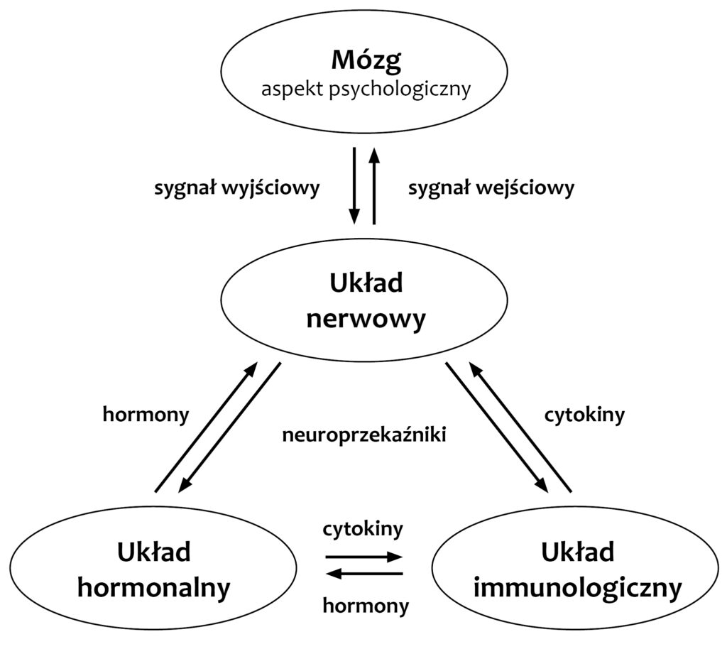 Schemat przedstawiający działanie sieci psycho-neuro-endokrynologiczno-immunologicznej. Źródło: https://doi.org/10.3390/f14051024.