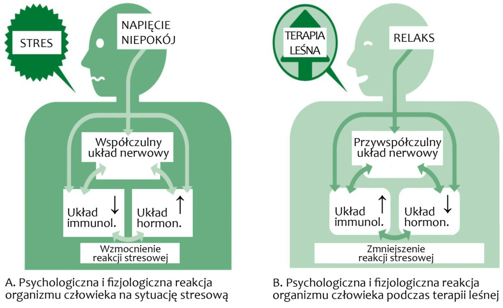 Schemat przedstawia sprzężenie zwrotne (sygnał końcowy reakcji oddziałuje na sygnał początkowy) pomiędzy układami nerwowym, hormonalnym (hormony stresu) i odpornościowym, wywołujące psychologiczną i fizjologiczną reakcję organizmu człowieka (A) doświadczającego stresu oraz (B) podczas terapii leśnej. Opisany mechanizm wywodzi się z koncepcji Shinrin-Yoku (Japonia). Interpretacja na podstawie https://doi.org/10.3390/f14051024