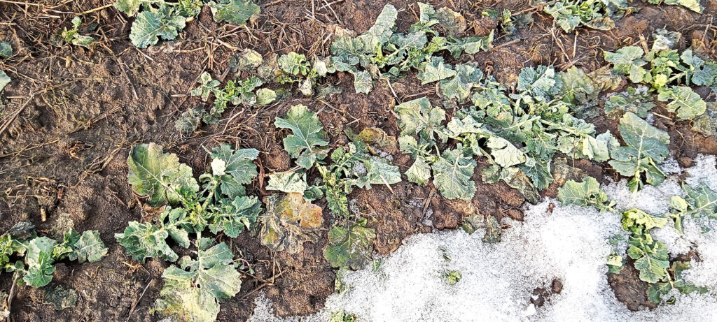 Rzepak ozimy w czasie roztopów. Fot. Albert Kopeć.