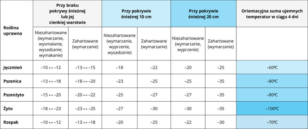 Wartości progowe temperatury powietrza przy powierzchni gruntu 5 cm podczas mrozoodporności dla podstawowych zbóż ozimych. Opracowanie: Albert Kopeć.