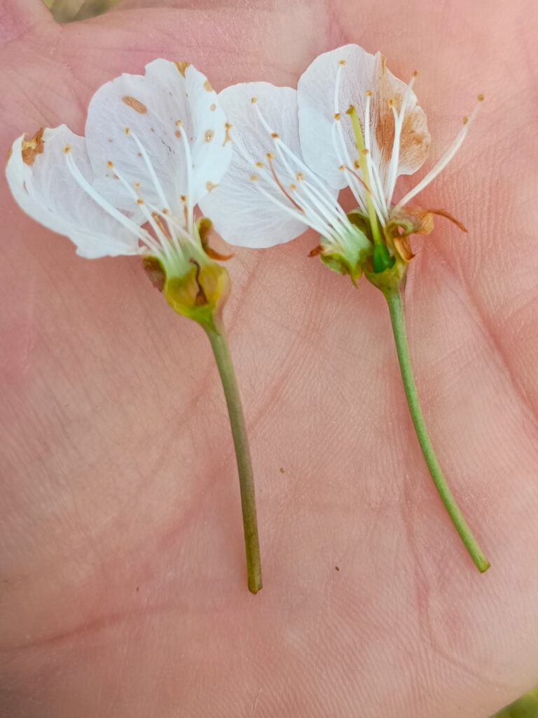 Dopiero gdy zajrzymy w środek kwiatu możemy ocenić, czy nastąpiło przemarznięcie (czarny słupek) czy kwiat jest żywy (zielony słupek). Fot. M. Lewicki.