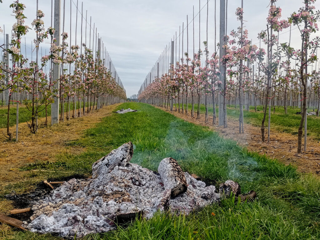 Jedną z metod podwyższania temperatury w sadzie jest palenie ognisk i zadymianie. Fot. M. Lewicki, 30 kwietnia 2026 r.