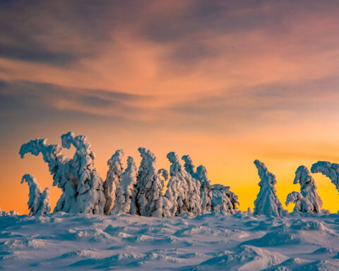 Snow-monsters. F. Piotr Olszewski