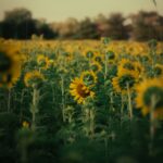 F. Andre Frueh/Unsplash