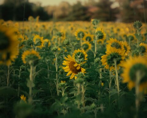 F. Andre Frueh/Unsplash