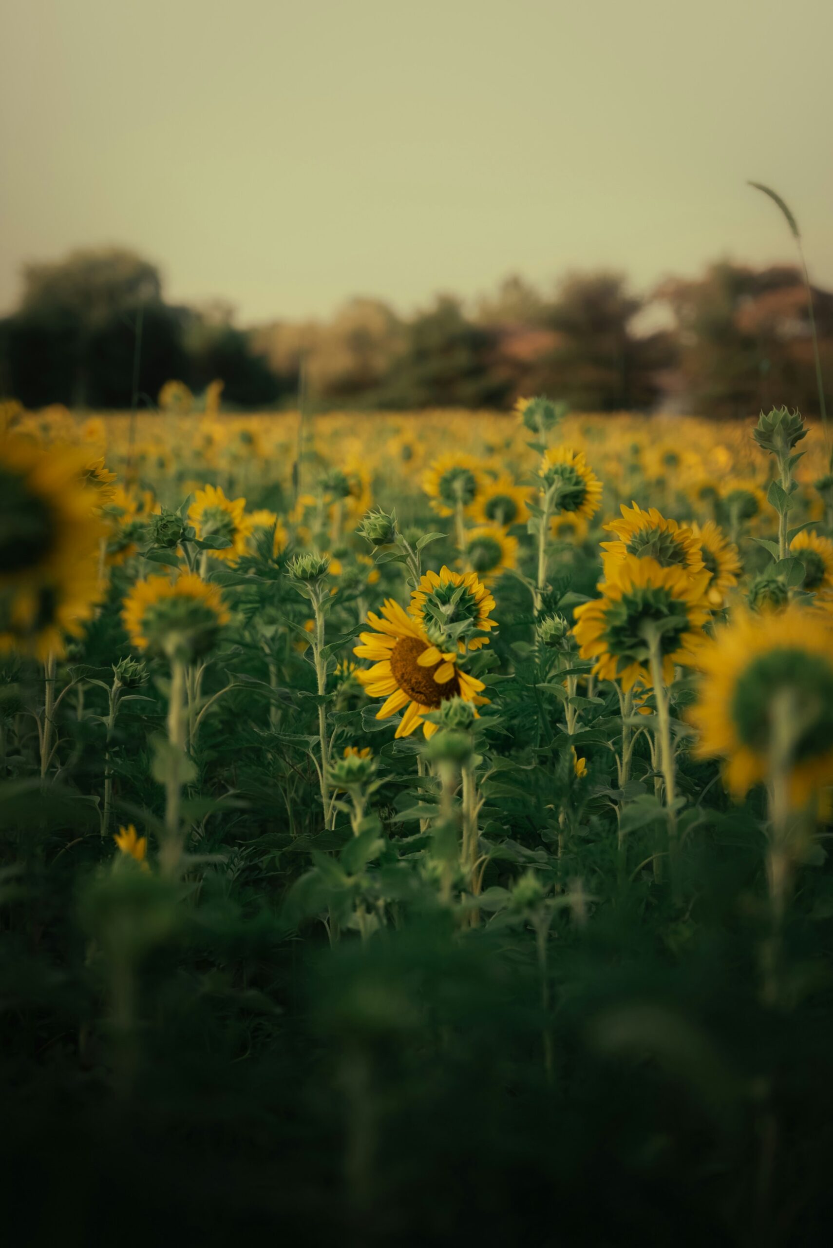 F. Andre Frueh/Unsplash