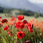 F. Clemence Taillez/Unsplash