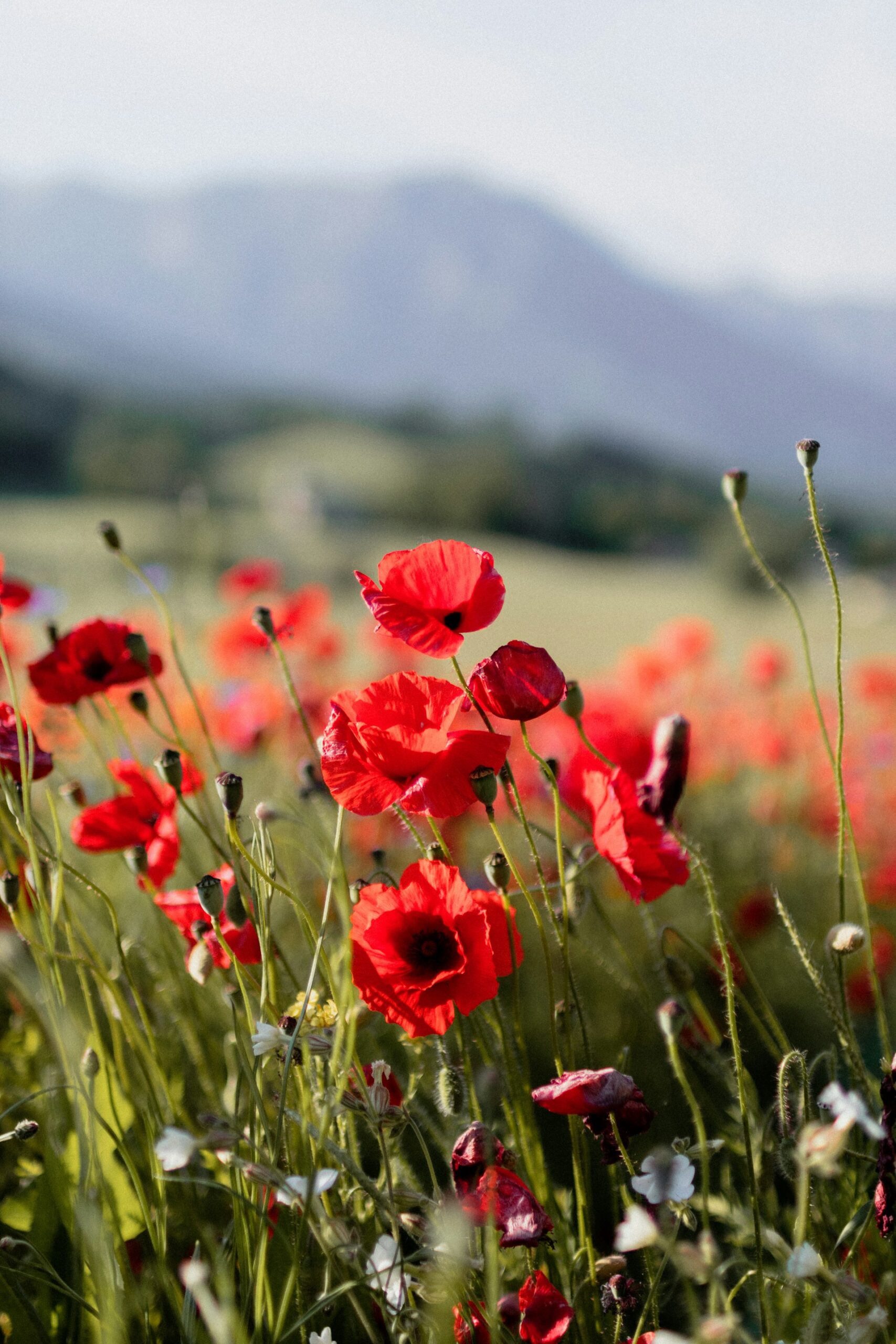 F. Clemence Taillez/Unsplash