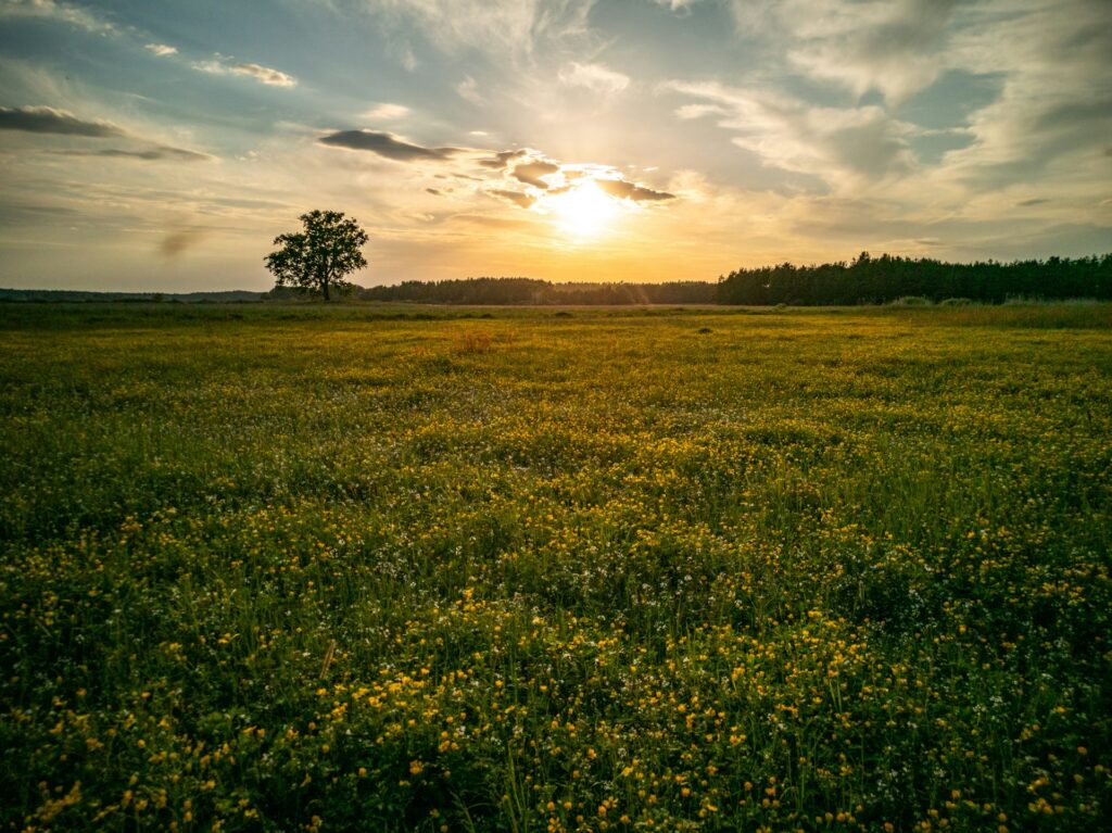 F. Adam Pluchrat/Unsplash