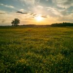 F. Adam Pluchrat/Unsplash