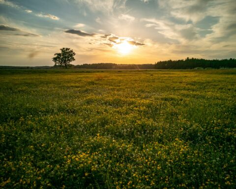 F. Adam Pluchrat/Unsplash