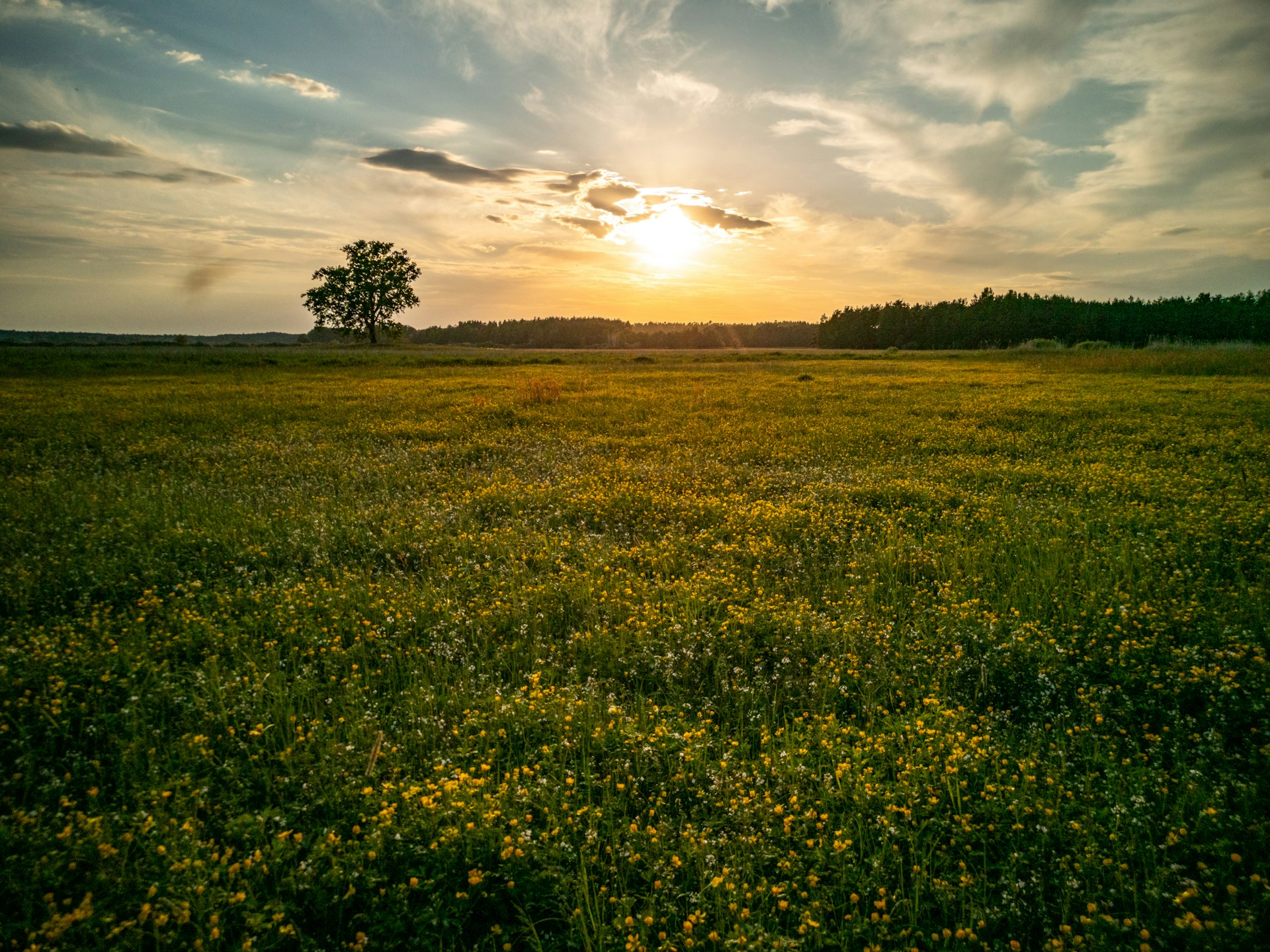 F. Adam Pluchrat/Unsplash