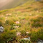 F. Monika Guzikowska/Unsplash