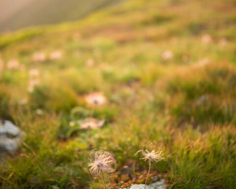 F. Monika Guzikowska/Unsplash