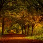 F. Nick Fewings/Unsplash