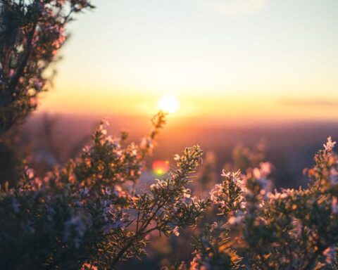 F. Chanbora Chhun/Unsplash.