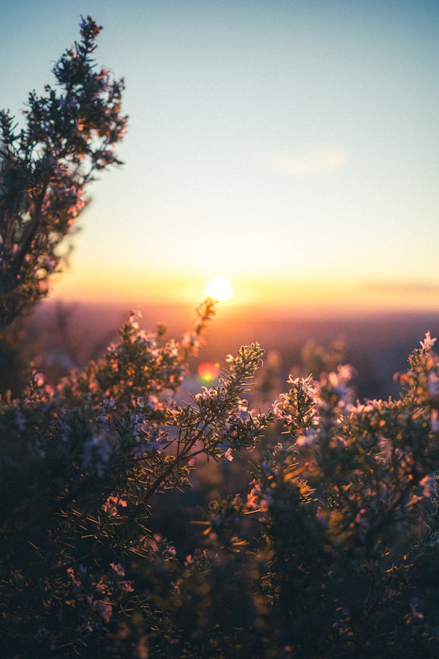 F. Chanbora Chhun/Unsplash.