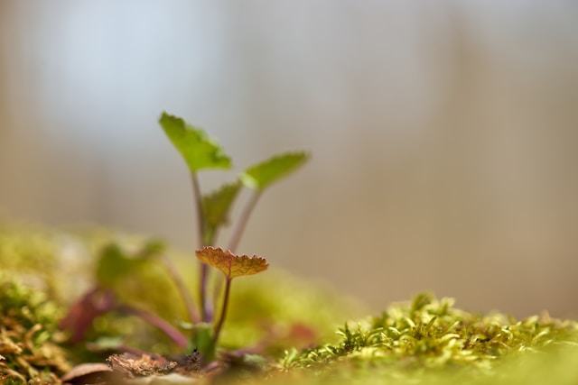 F. Wolfgang Hasselmann/Unsplash.