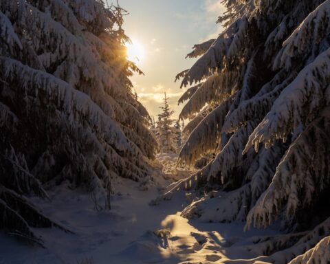 F. Przemysław Olczak/Unsplash.