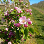 Kwitnąca jabłoń „Szampion”. Fot. M. Lewicki, 28 kwietnia 2026 r.