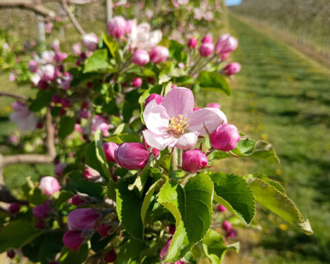Kwitnąca jabłoń „Szampion”. Fot. M. Lewicki, 28 kwietnia 2026 r.