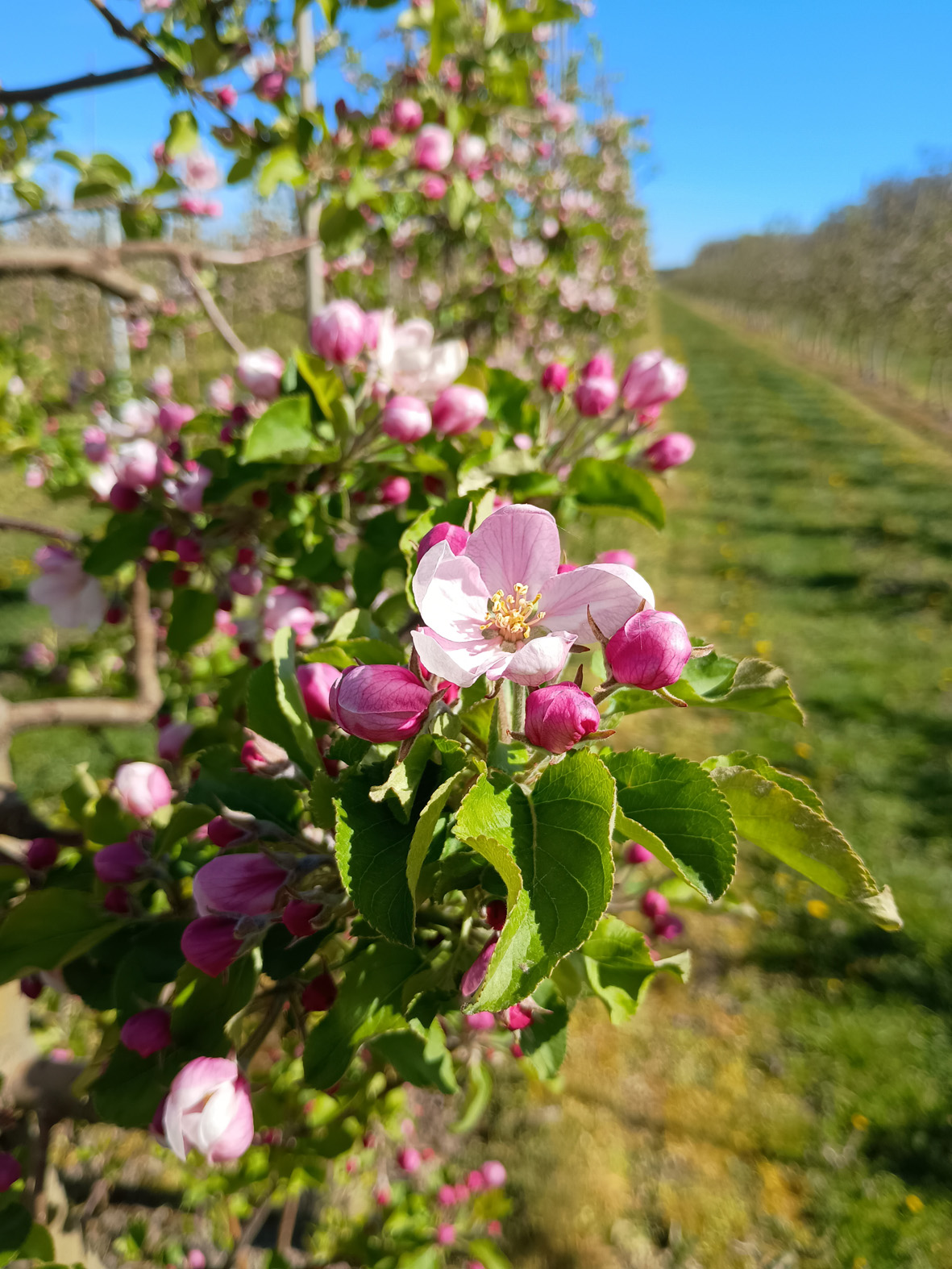 Kwitnąca jabłoń „Szampion”. Fot. M. Lewicki, 28 kwietnia 2026 r.